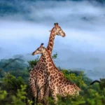 What are the Best Safari Packages for Students