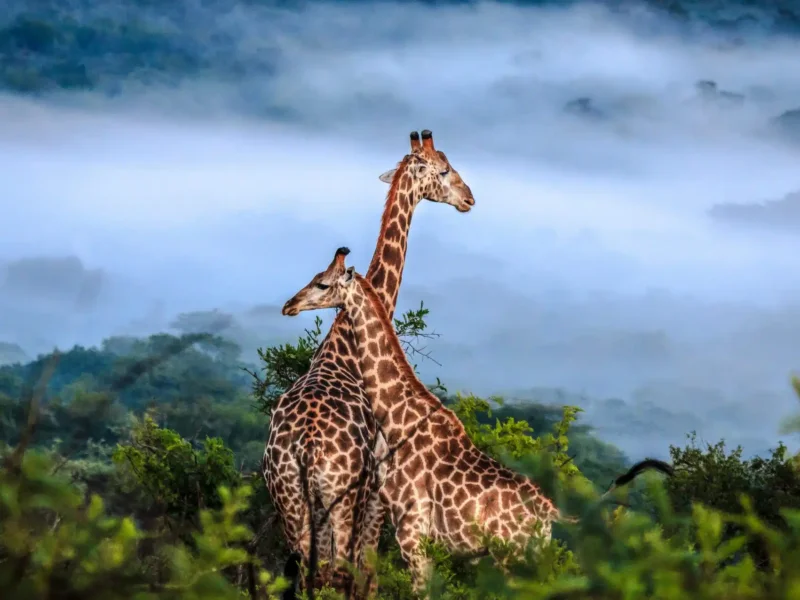 What are the Best Safari Packages for Students