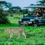 What are the best East African safari itineraries?