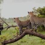 What are the best Kenya and Rwanda tours?