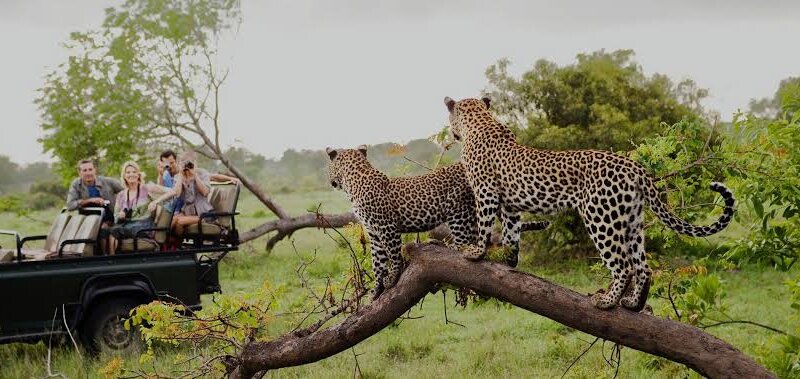 What are the best Kenya and Rwanda tours?