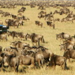 What are the best Kenya safari operators?