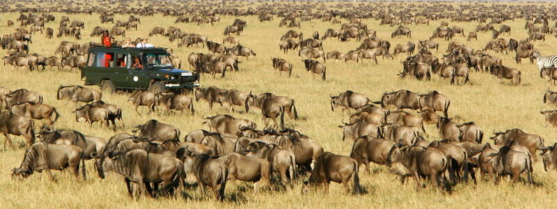 What are the best Kenya safari operators?