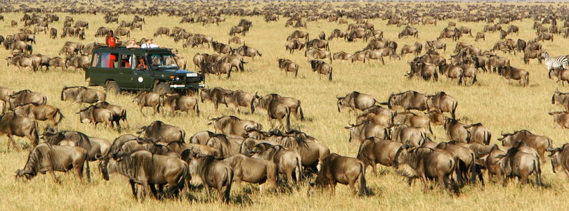 What are the best Kenya safari operators?