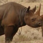 What are the best rhino safaris in Kenya?