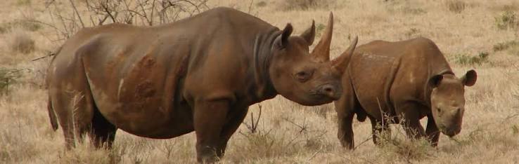 What are the best rhino safaris in Kenya?