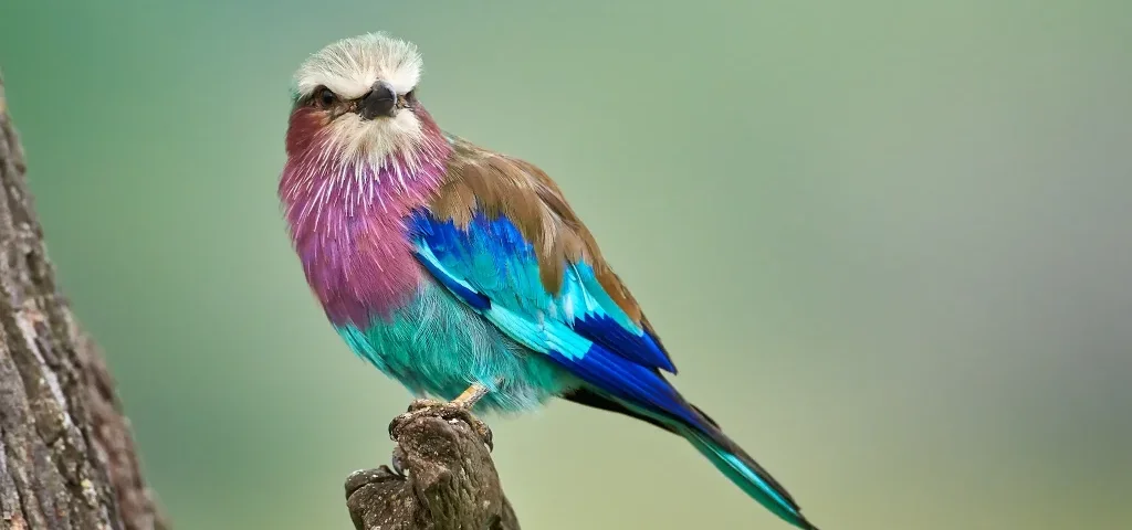 What are the best safari destinations for bird enthusiasts