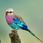 What are the best safari destinations for bird enthusiasts