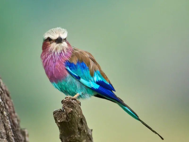 What are the best safari destinations for bird enthusiasts