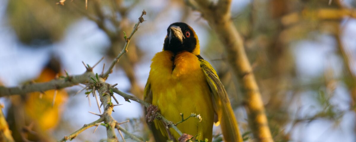 What birds can I see in Rwanda