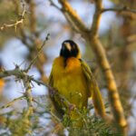 What birds can I see in Rwanda
