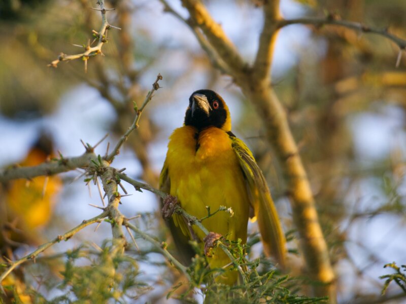 What birds can I see in Rwanda