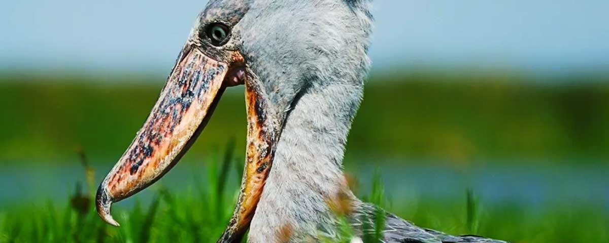 What birds can I see in Uganda