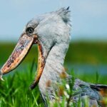 What birds can I see in Uganda