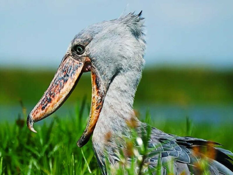 What birds can I see in Uganda