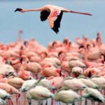 What birds can you see on Kenya safari?