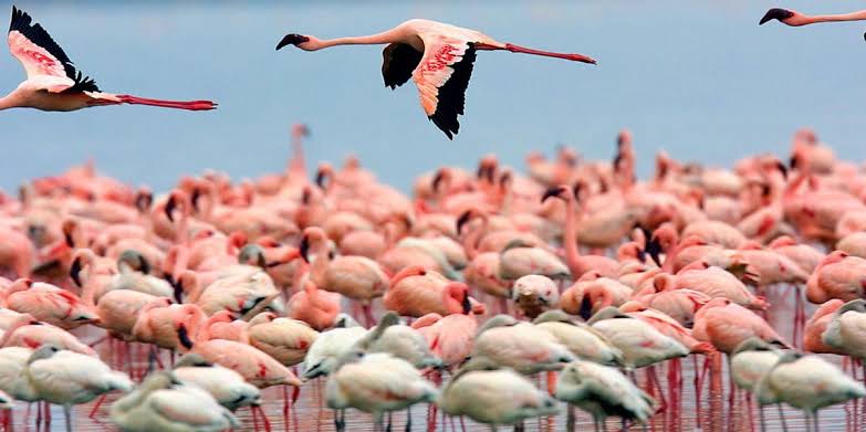 What birds can you see on Kenya safari?