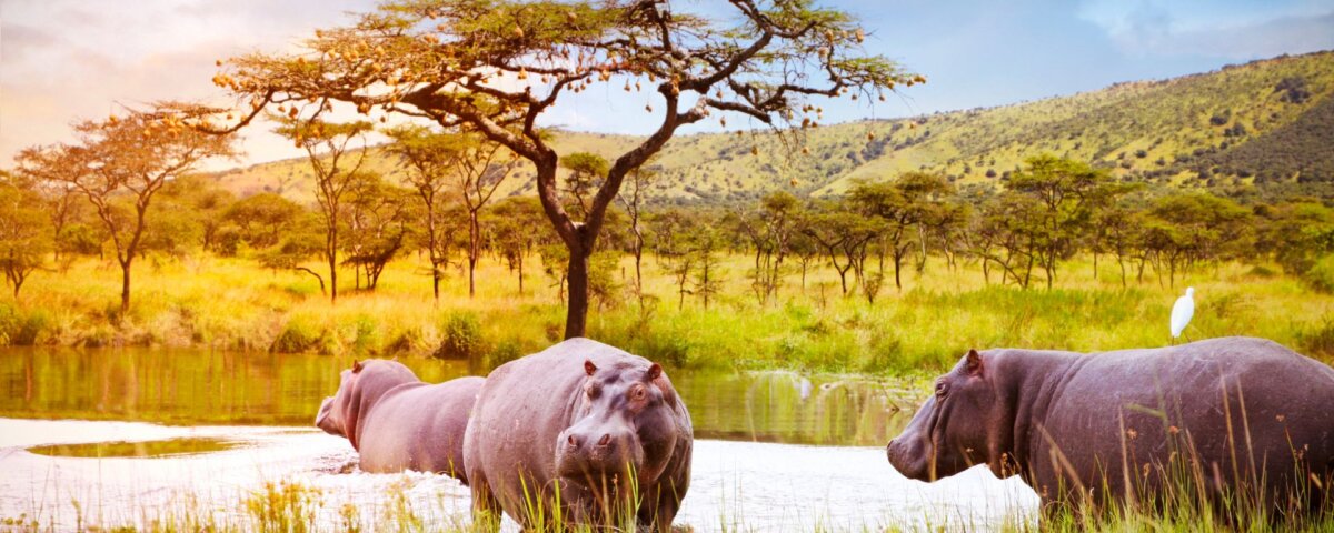 What is the Best Safari Circuit in Rwanda