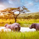 What is the Best Safari Circuit in Rwanda