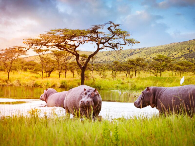 What is the Best Safari Circuit in Rwanda
