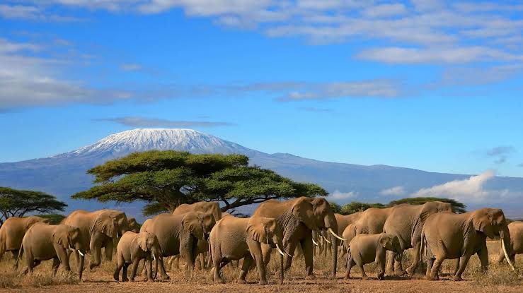 What is the best Kenya safari route?