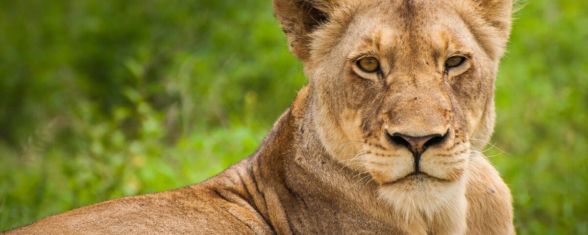 What is the best photographic safari in Rwanda