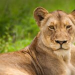 What is the best photographic safari in Rwanda