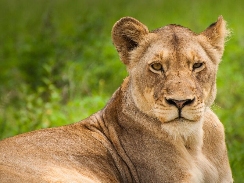 What is the best photographic safari in Rwanda