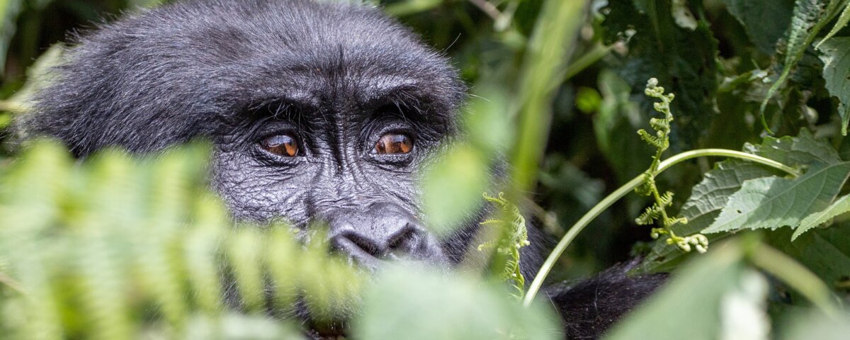What is the best season for wildlife safaris in Rwanda