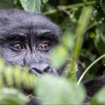 What is the best season for wildlife safaris in Rwanda