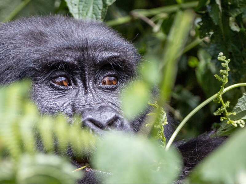 What is the best season for wildlife safaris in Rwanda