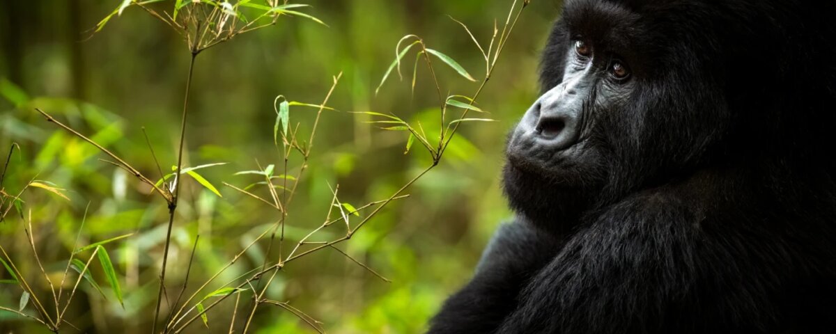 What is the best short safari in Rwanda