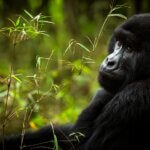 What is the best short safari in Rwanda