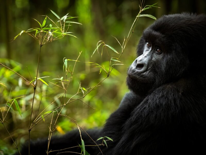 What is the best short safari in Rwanda