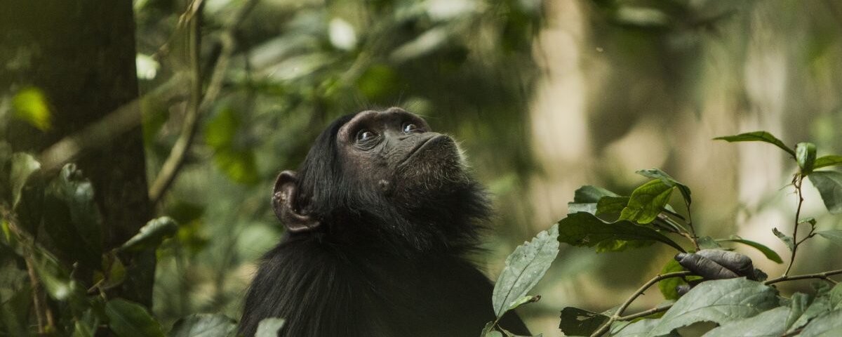 What should I pack for a Rwanda safari