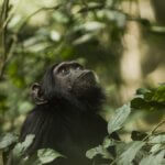 What should I pack for a Rwanda safari