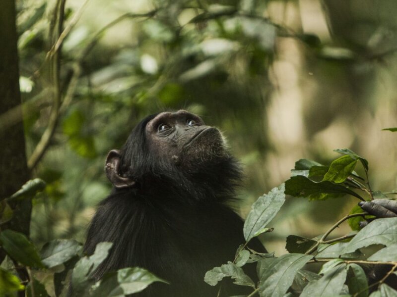 What should I pack for a Rwanda safari