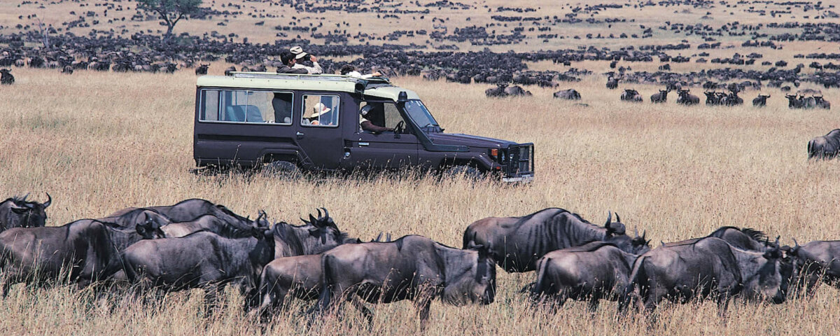 Where Are the Wildebeest in June