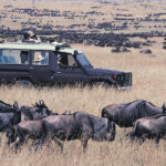 Where Are the Wildebeest in June