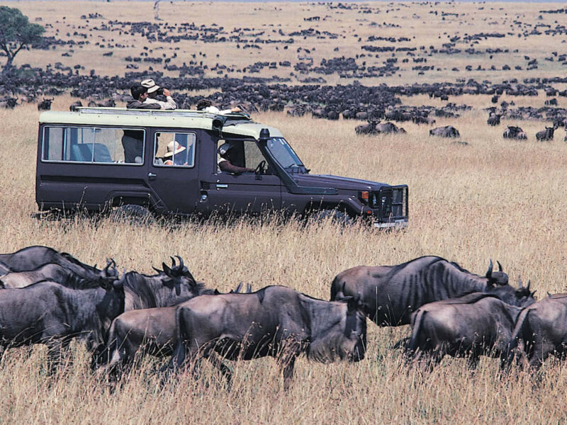 Where Are the Wildebeest in June
