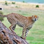 Where Can You See Cheetahs in Kenya?