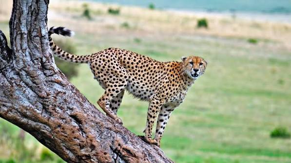 Where Can You See Cheetahs in Kenya?