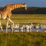 Where Can You See Giraffes in Kenya?