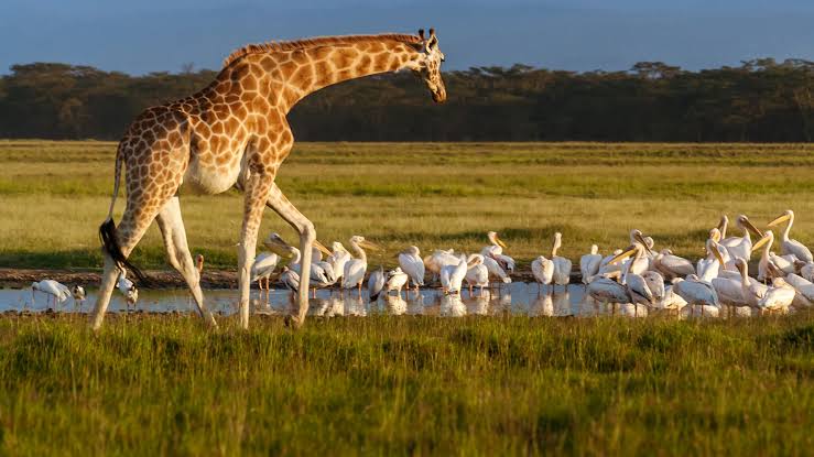 Where Can You See Giraffes in Kenya?