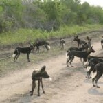 Where Can You See Wild Dogs in Kenya?