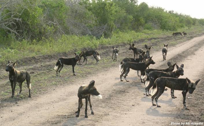 Where Can You See Wild Dogs in Kenya?