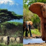 Which Kenya Parks Are Best for Elephants?