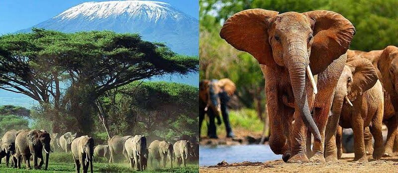 Which Kenya Parks Are Best for Elephants?