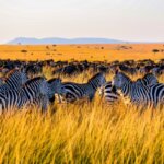 Which Kenya Parks Are Best for Zebras?
