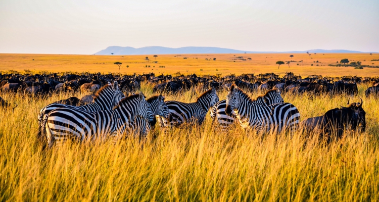 Which Kenya Parks Are Best for Zebras?